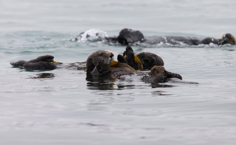 Sea otters eating kelp