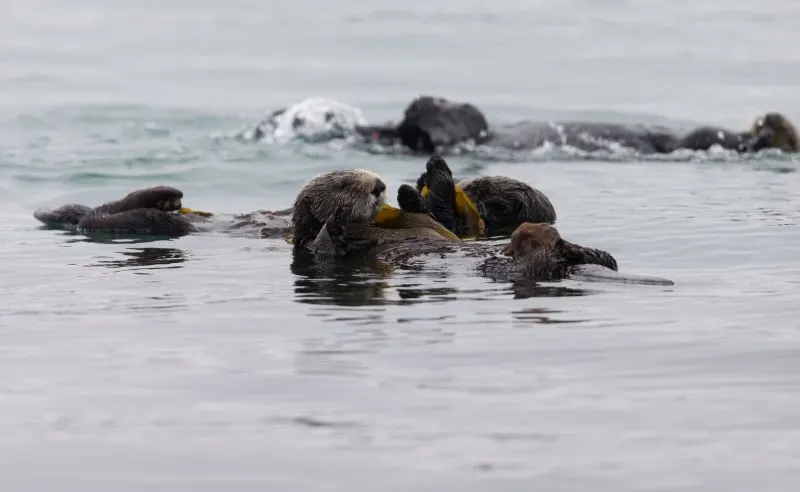 Sea otters Sea otters eating kelp