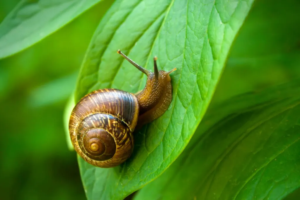 Snail on a leaf Snail on a leaf
