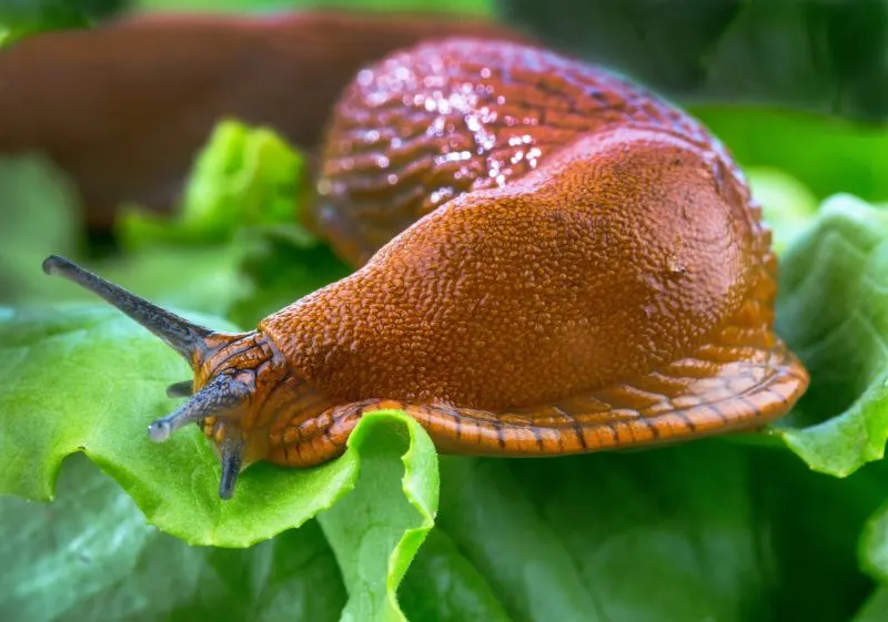 20 Different Animals with No Legs in the World 2 Snails on a leaf
