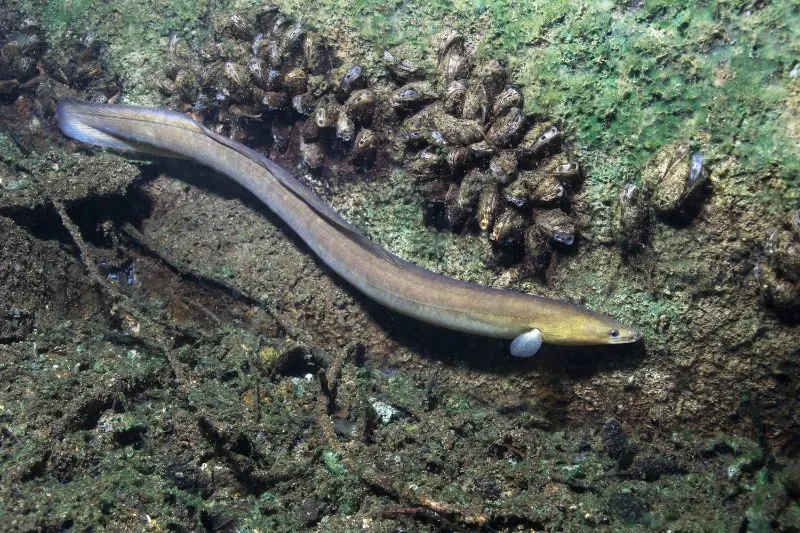 Snipe eel in clean water 