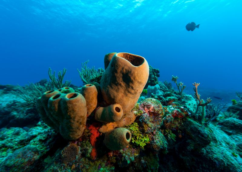 Sponges porifera