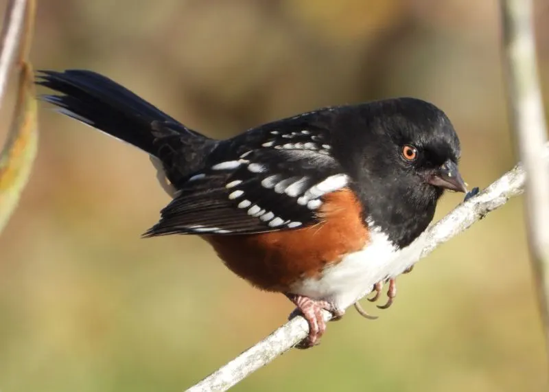 Spotted Towhee Black Spotted Towhee sitting on the branch