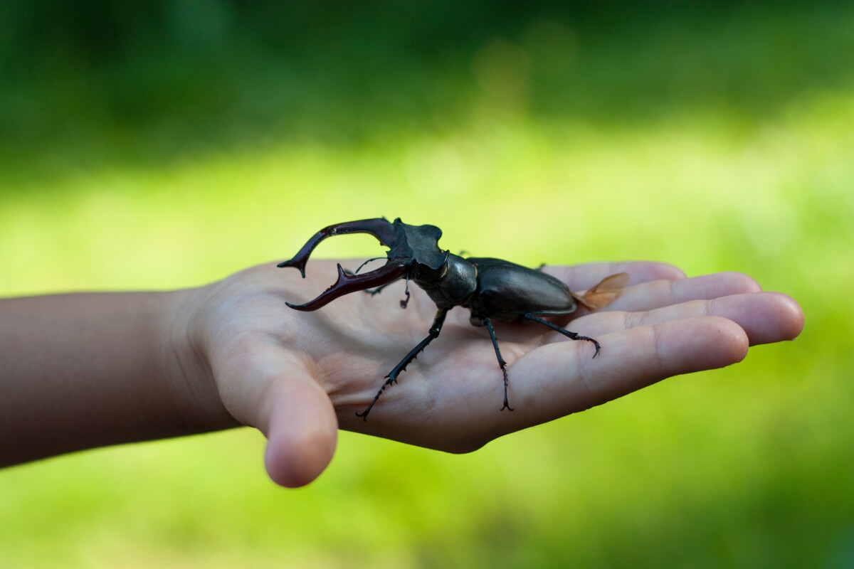 Stag beetle insect in a kid child hand photo (Lucanus cervus)