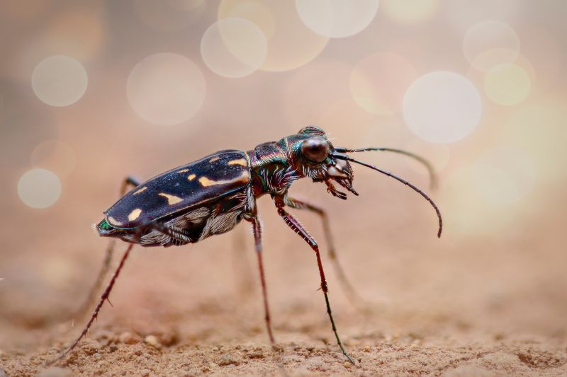 Tiger beetle with specks