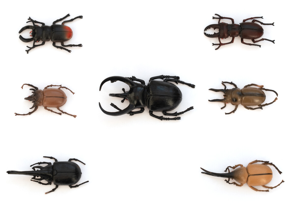 Different types of beetles on white background. Study guide, insect study concept. Flat lay style, direct above.