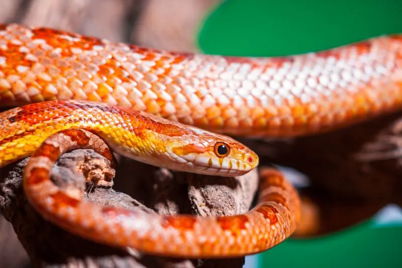 Vibrant colored corn snake