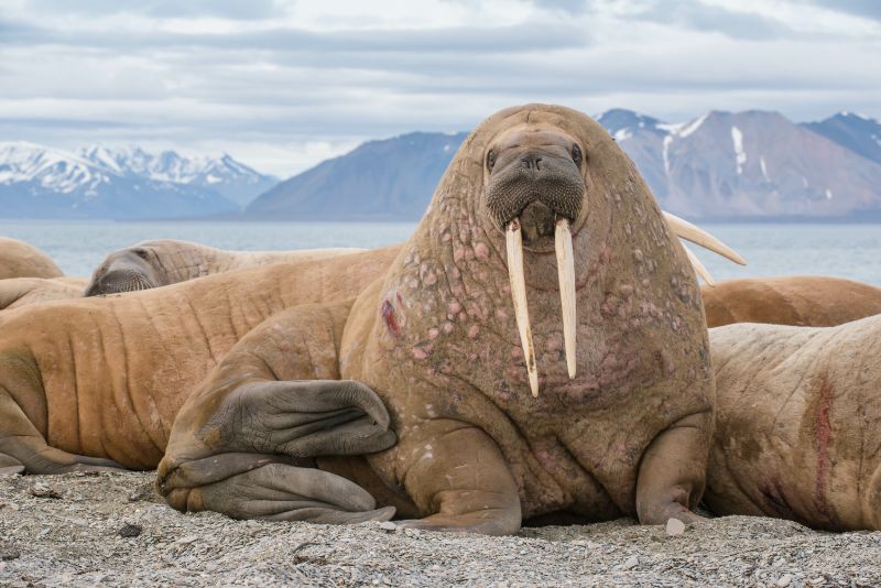 Walrus on the shore