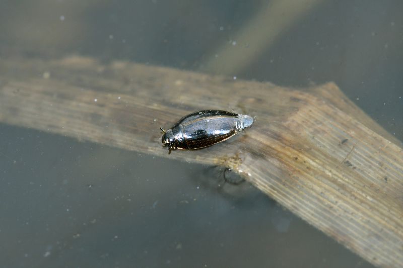 Whirligig beetle