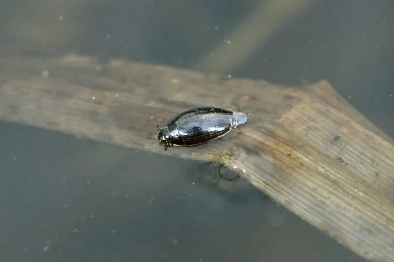 Whirligig beetle