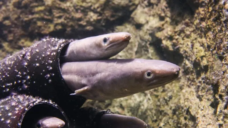 Two whitespotted conger