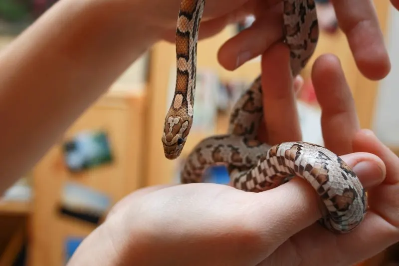 Woman holds a corn snake in her hand