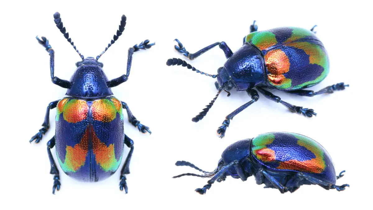 Are Beetles Bugs or Insects? The Definitive Answer 5 Platycorynus undatus leaf beetle