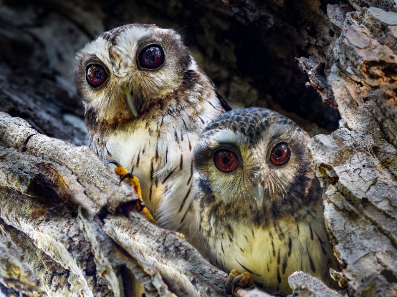 Two young bare-legged owls