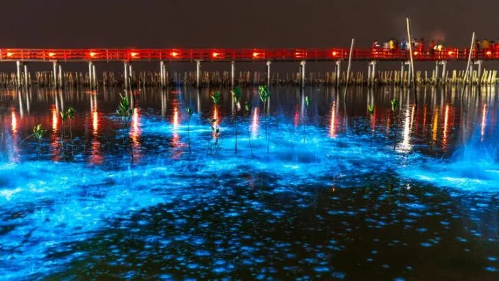A beautiful scene of illuminate bioluminescent plankton glow blue fluorescent in night sea