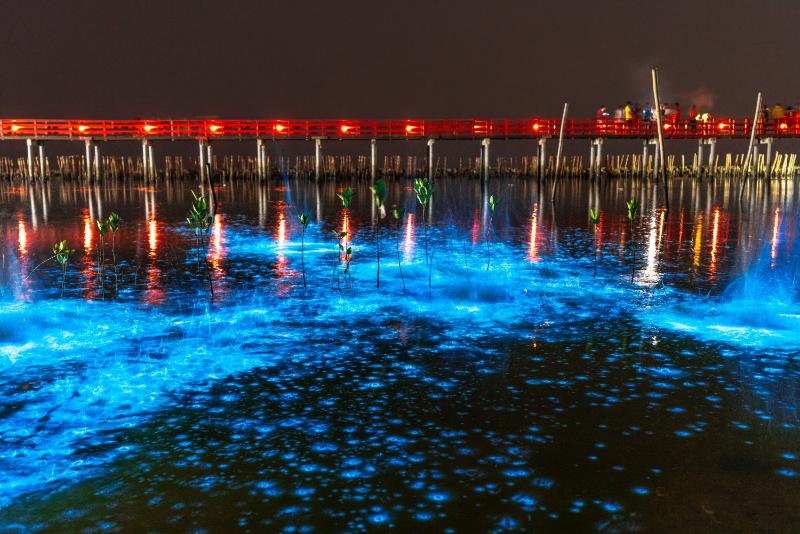 A beautiful scene of illuminate bioluminescent plankton glow blue fluorescent in night sea