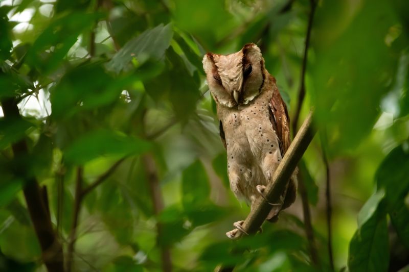 Sleeping Ceylon Bay owl