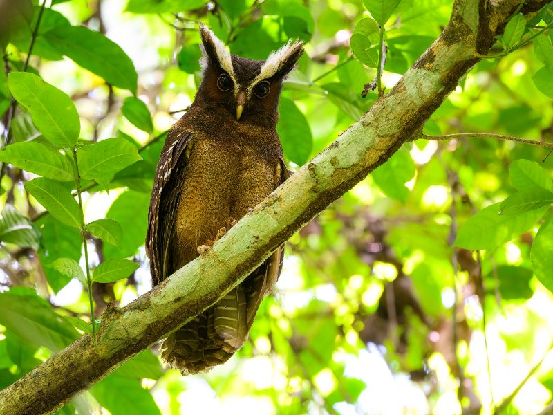 Crested owl keeping watch in the forest