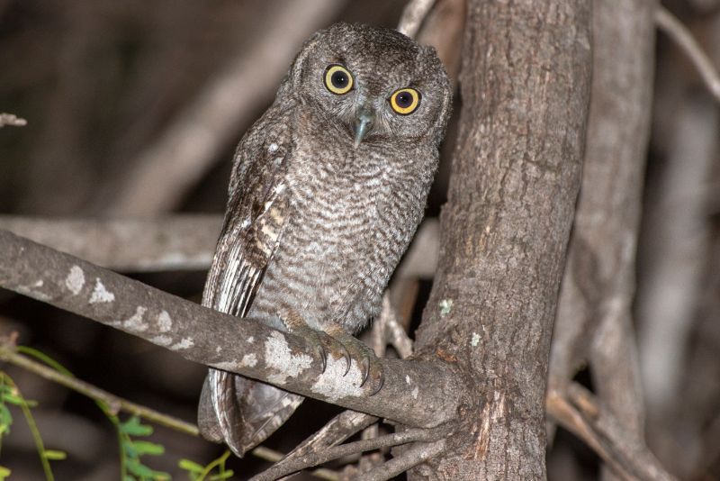 Elf owl Elf owl perching on a mesquite three at night