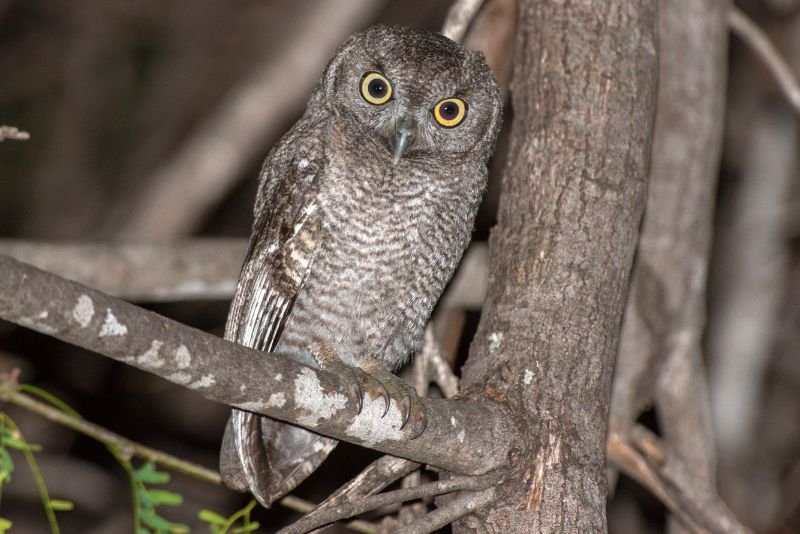 Elf owl perching on a mesquite three at night