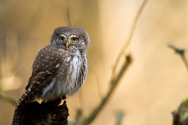 Little owl in the forest