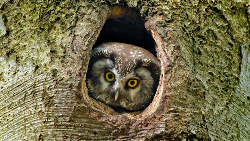 Fearful owl Fearful owl inside a hole on a tree