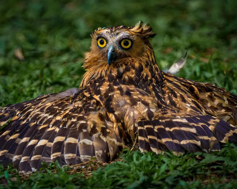 Fish owl seated on the grass