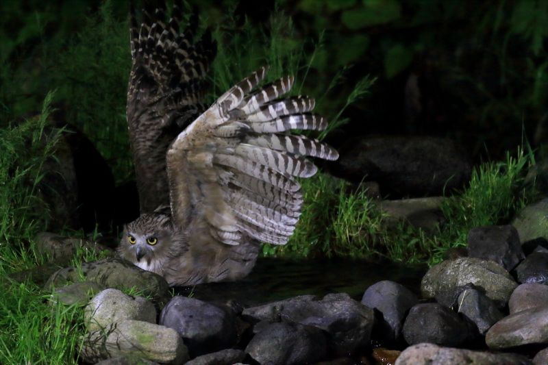 Fishing owl landed on the ground