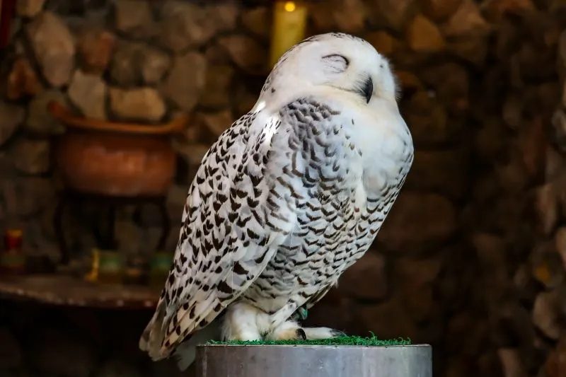 Portrait of a Flammulated owl