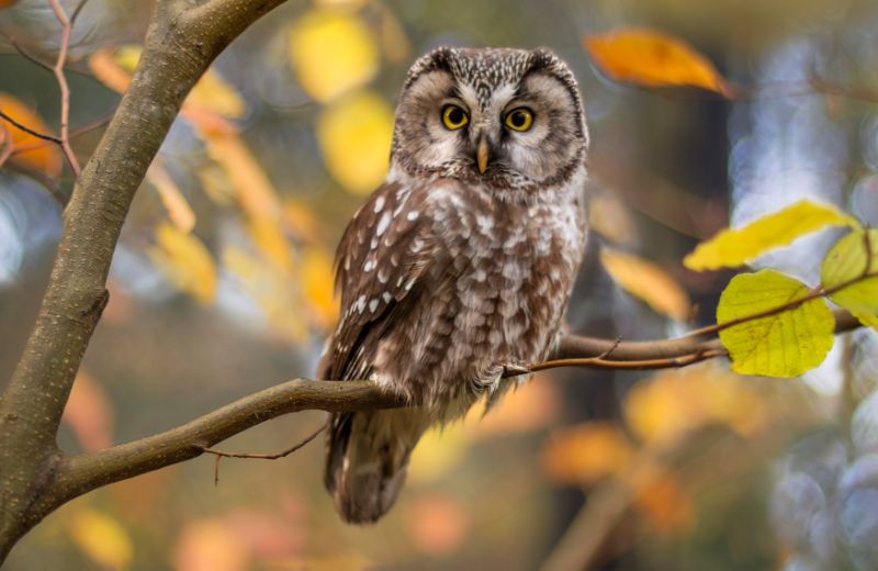 Forest owl Forest owl with wide eyes on a tree