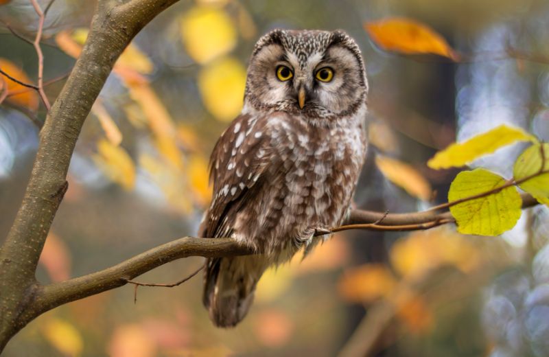 Forest owl with wide eyes on a tree