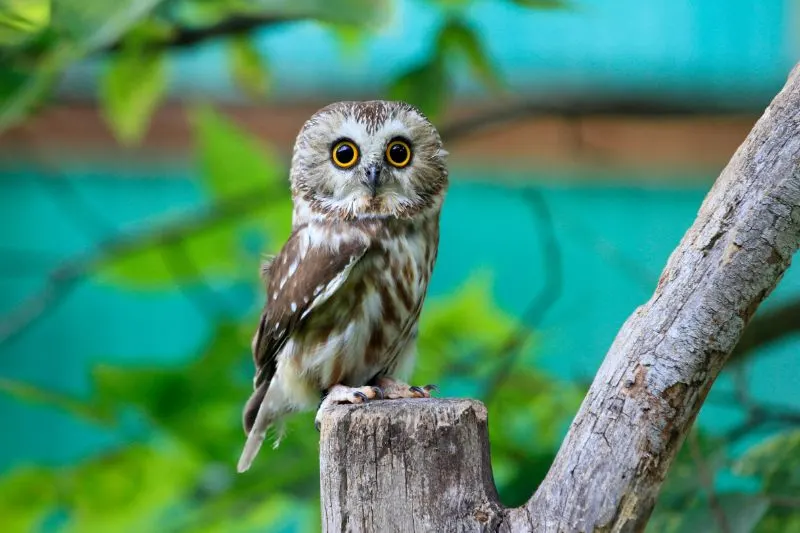 Hawk owl wide awake