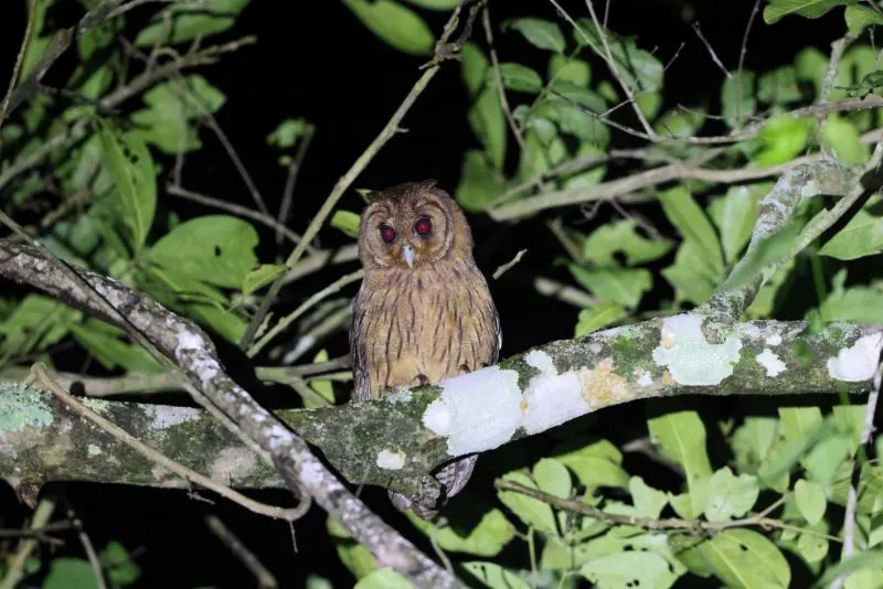 Jamaican owl at night