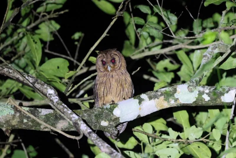 Do You Know All These 27 Different Types of Owls? Take the Test! 1 Jamaican owl at night