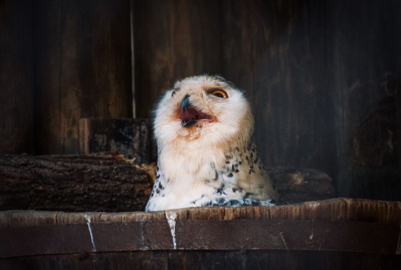 A laughing owl 