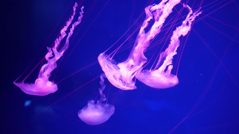 Bioluminescence in different colors in jellyfish 