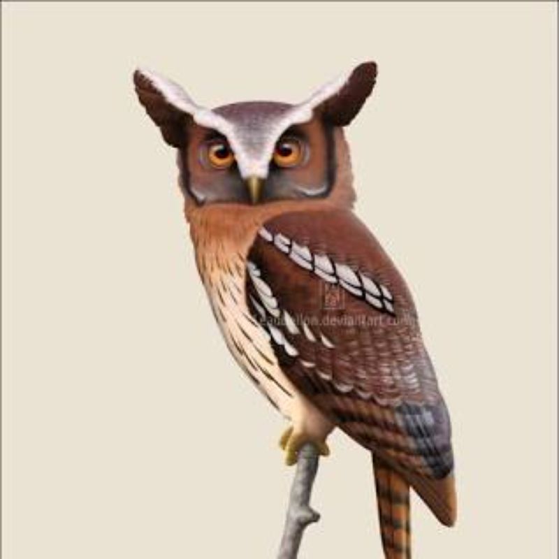 Brown maned owl graphic