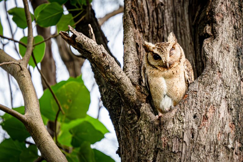 Mascarene Scops owl on a tree
