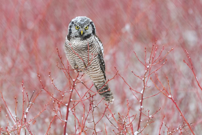 Northern hawk owl perched on blueberry bush