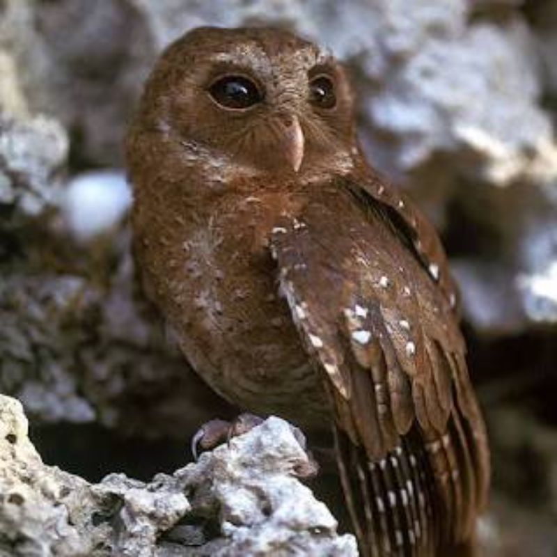 Palau owl at its habitat 