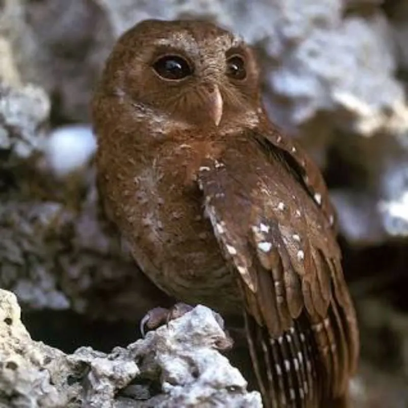 Palau owl Palau owl at its habitat