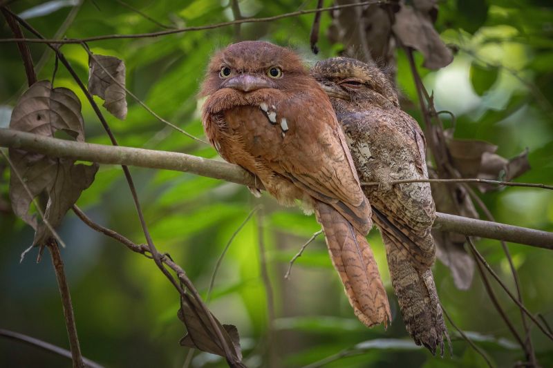 Papuan Hawk owl perched on a tree branch