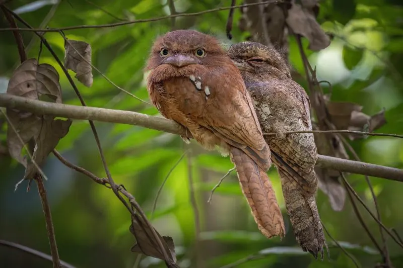 Papuan Hawk owl perched on a tree branch