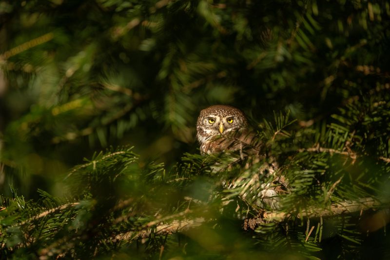 Pygmy owl Eurasian pygmy owl in the wild