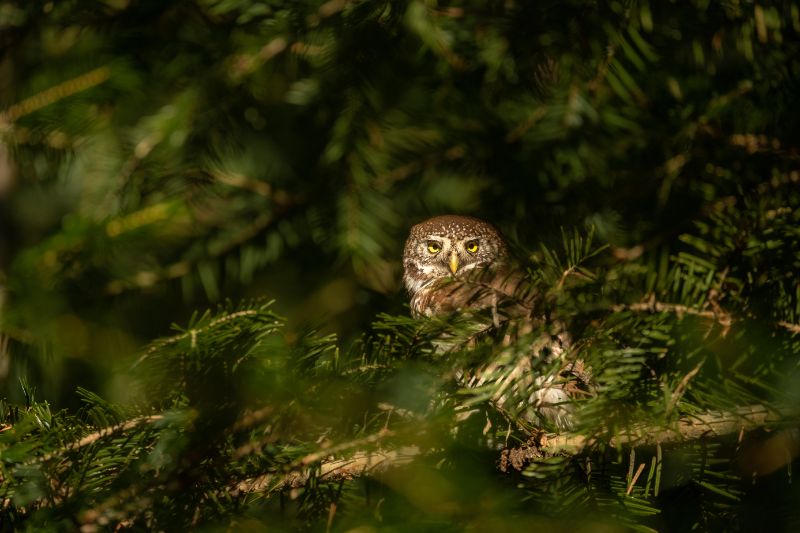 Eurasian pygmy owl in the wild