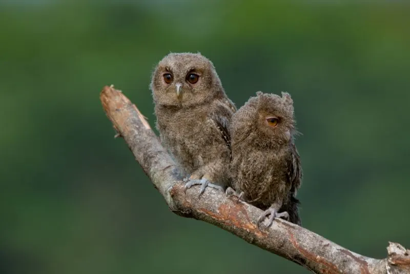 Scops owl A pair of young sunda scops owl