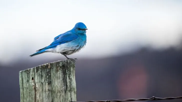 Western blue bird on post