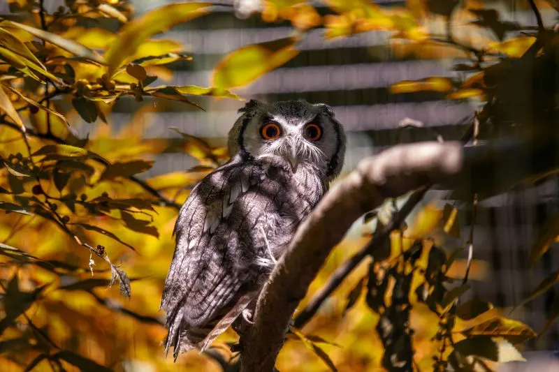 White-faced owl Southern White-Faced Scops Owl