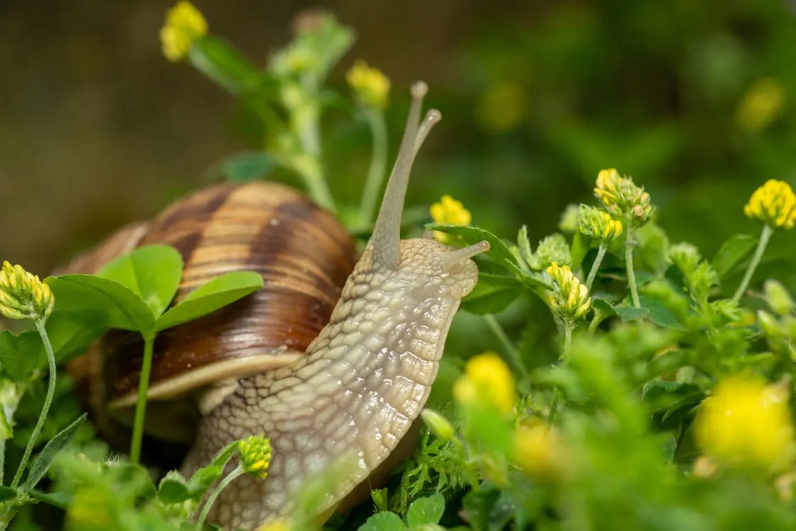A snail on some plants