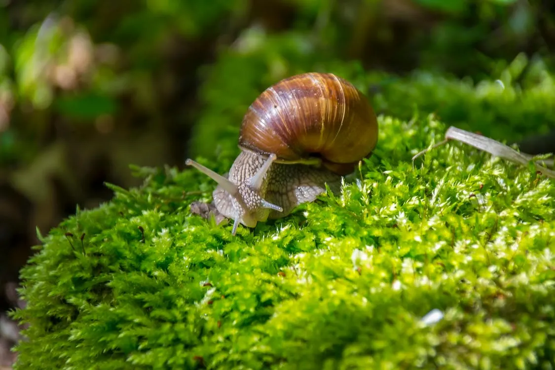 Herbivorous Snails Diet